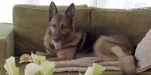 冈瑟四世视频,揭秘奇幻世界的奇幻之旅