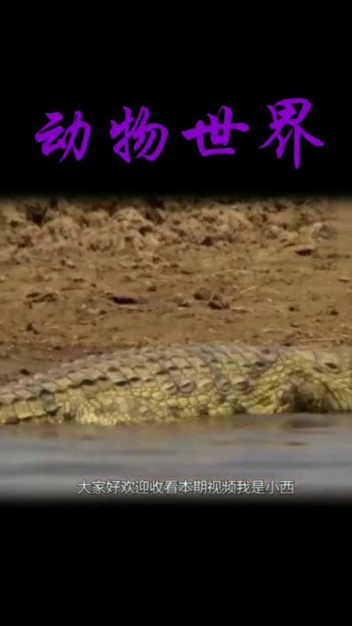 河马鳄鱼大战视频,惊心动魄的丛林对决