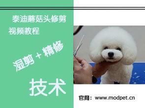 泰迪圆头修剪视频教程,轻松打造时尚造型