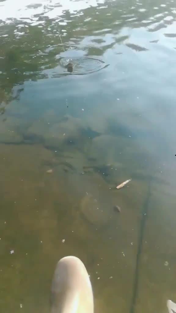 野钓鲶鱼视频,捕捉水中“黑金刚”的精彩瞬间