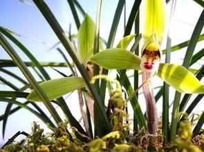 兰花怎么养视频教程,视频教程精华概述