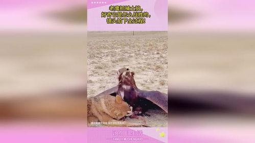 老鹰抓狼视频,老鹰捕狼惊心动魄瞬间
