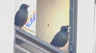 黄梅鸟叫声视频,自然旋律中的生态诗篇