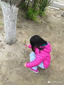 摘花第一次视频,揭开神秘花海的第一幕