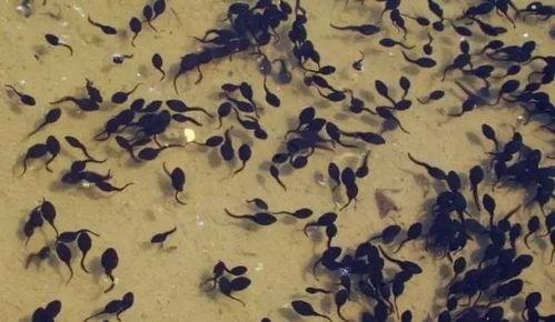 蝌蚪网19线观看视频,19线视角下的蝌蚪网视频深度解析