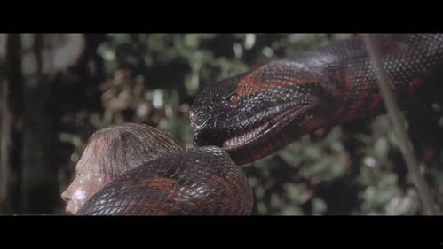 蟒蛇电影视频,惊悚深林中的致命诱惑