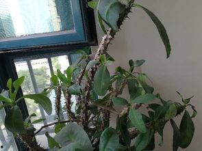 刺梅修剪视频,视频教程带你轻松掌握